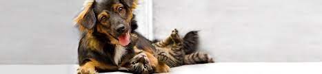Use our search bar for your needs. Adopt Friends Of The Animal Shelter