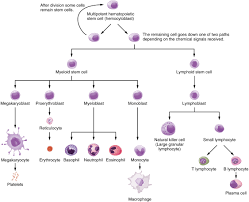 Immune System Module 1 Anatomy Of The Lymphatic And Immune