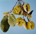 Image result for Combretum psidioides