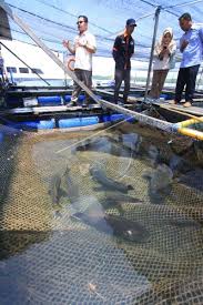 Budidaya Ikan Krapu Binaan Pupuk Kaltim Antara Foto