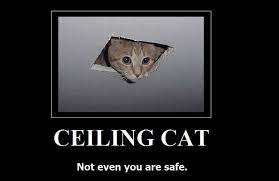 Ceiling cat memes are epic and super hilarious, kudos to all the fans and creative minds who have ceiling cat is a photoshop meme dependent on a photo of a feline looking through a gap in the. 20 Ceiling Cat Memes And How He S Watching You Ultima Status