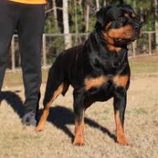 Image result for Rotala gossweileri