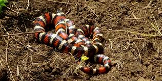Black And White Snake Northern California California Mountain Kingsnake Burke Museum