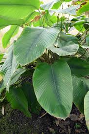 Image result for Sarcophrynium