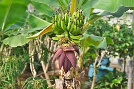 Image result for Musa paradisiaca