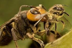 Nativa de países do leste asiático como o japão e china, a vespa mandarinia é a maior do mundo, podendo atingir cinco centímetros de comprimento . Video Vespa Asiatica Assassina Mata Rato Em Menos De Um Minuto Assista