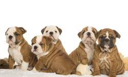 Located chilliwack serious enquiries only. Champion Bred Ckc Regd English Bulldogs For Sale In Penticton British Columbia Nice Pets In Canada