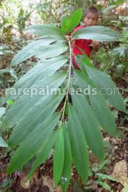 Image result for Renealmia africana
