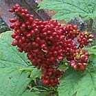 Devil S Club A Medicine Cabinet For Alaska Tribe Npr