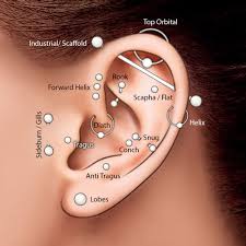 Body Piercing Prices Tribal Voice Piercings Alternative