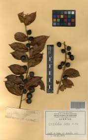 Image result for Carpolobia