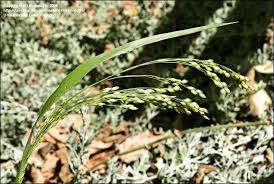 Image result for Panicum miliaceum