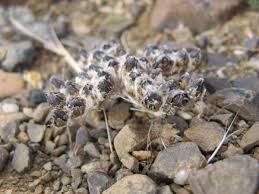 Image result for Geigeria engleriana