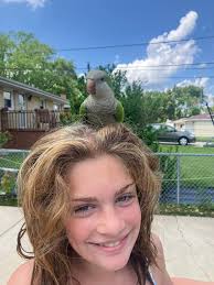 There was some discussions recently about various birds of prey over new  addington. This might be of interest.