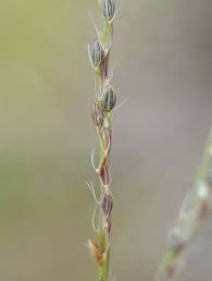 Image result for Digitaria pseudodiagonalis