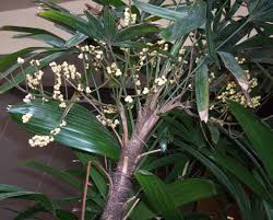 Maybe you would like to learn more about one of these? Rhapis Excelsa Bamboo Palm Braodleaf Lady Palm Fan Tufted Palm Lady Palm North Carolina Extension Gardener Plant Toolbox