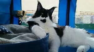 Pisica de mare (genul dasyatis) este un pește care face parte din ordinul rajiformes, familia dasyatidae. Cel Mai Frumos Motan Din Europa Crescut De O Familie Din TimiÈ™oara Este Ca Un CÄƒÈ›el Te UrmeazÄƒ Peste Tot Cate Medalii A ObÈ›inut