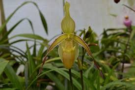 Image result for Dipcadi longifolium