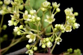 Image result for Gymnosporia buchananii