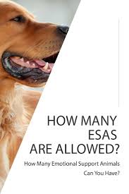 For Good Health Of The Handler He Or She Can Have Emotional Support Animals Around If The Person Suf Emotional Support Animal Support Animal Emotional Support