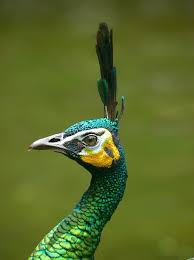 Bird With Big Feathers Forever C Est Pour Les Reveurs Beautiful Birds Peacock Birds