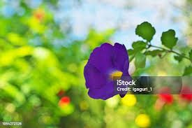 Image result for Thunbergia vogeliana