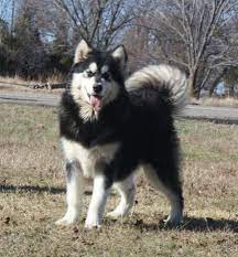 This sweet and gentle soul is good with people of all ages and gets along well with cats, other dogs and other pets. Giant Alaskan Malamute Puppy Price Pets Lovers