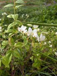 Image result for Cleome aculeata