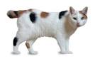 Category:Cat breeds by country of origin - Wikipedia
