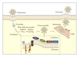 • significant global health problem ü about 3 % of the world population ns5a* inhibitors *role in hcv life cycle not well defined adapted from manns mp, et al. Figure 1 Hepatitis C Virus Infection And Mixed Cryoglobulinemia