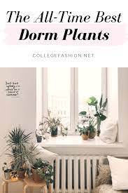 These Are The Best Dorm Plants Hands Down College Fashion Dorm Plants Cool Dorm Rooms Dorm Sweet Dorm