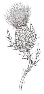 4 Creative Learn To Draw A Realistic Rose Ideas Thistles Art Thistle Tattoo Flower Drawing