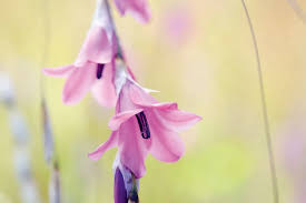 Image result for Dierama formosum/plowesii intermediates