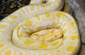 Banded kraits can be yellow and black or white and black. Golden Python Yellow Snake Lying On Ground Albino Burmese Python Stock Photo Crushpixel