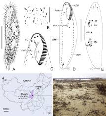 Image result for Physotrichia