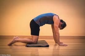 Cat cow pose benefits the following muscles and hence can be included in yoga sequences with the corresponding muscle(s). Yoga For Healthy Aging Featured Pose Cat Cow Pose Chakravakasana