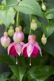 Pin On Spring In Bloom