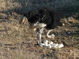 Hanya karena suhu telur jadi gagal menetas dengan mesin penetas telur. Strauss Buket Burung Unta Burung Yang Tidak Bisa Terbang Burung Buket Burung Afrika Afrika Selatan Hewan Sarang Telur Pikist