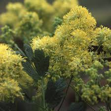 It is a native to caucasus and russia (siberia). Thalictrum Flavum Glaucum Seeds Yellow Meadow Rue Plant World Seeds
