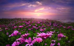 Field Of Daisies Wallpapers Desktop Background With Hd Desktop 1920x1200 Px 299 86 Kb Flowers Flowers Rainbow Flower Field Spring Flowers Background Nature