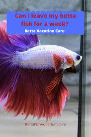 Can I Leave My Betta Fish For A Week Betta Vacation Care Betta Fish Baby Betta Fish Betta Fish Care
