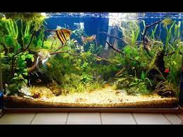 A 50 gallon tank is a perfect hub for raising a variety of fishes provided that the stocking is done ideally. 50 Gallon Aquarium Update 2 Youtube