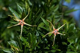 Image result for Strophanthus speciosus