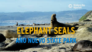 Check spelling or type a new query. Elephant Seals At Ano Nuevo State Park Youtube
