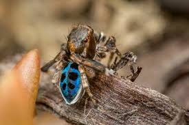 Jürgen otto, a biologist from sydney, has been researching the arachnids since 2005, and has gained a significant following online. Jumping Spiders Aussie Bugs