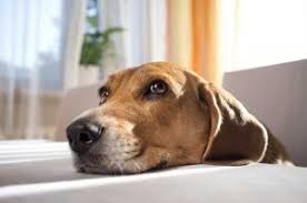 We've helped thousands of animals improve their eyesight for over twenty. About Eye Care Clinic For Animals
