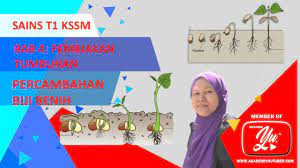 Biji benih mengandungi tiga bahagian iaitu testa, kotiledon dan embrio. Sains Ting 1 Eksperimen Wajib 8 Syarat2 Percambahan Biji Benih Lessons Blendspace