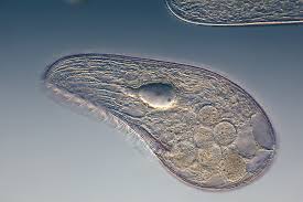 Maybe you would like to learn more about one of these? What Are Microorganisms Different Types Found In Pond Water Etc