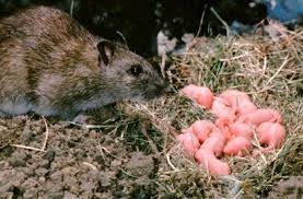 What sound does a rat make when giving birth. Living With Wildlife Rats Washington Department Of Fish Wildlife