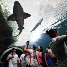 Acuario De Veracruz